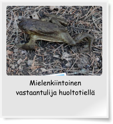 Mielenkiintoinen vastaantulija huoltotiell�